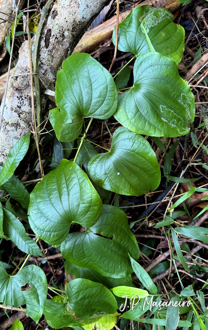 Dioscorea campestris