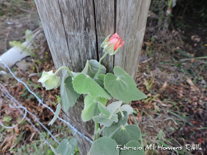 Abutilon pauciflorum