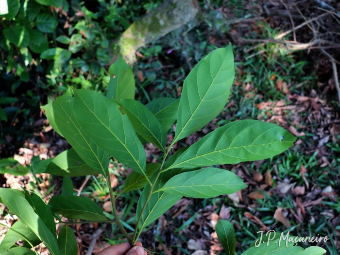 Nectandra membranacea