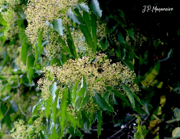 Nectandra membranacea