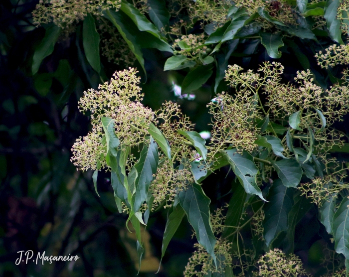 Nectandra membranacea