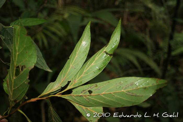 Nectandra membranacea