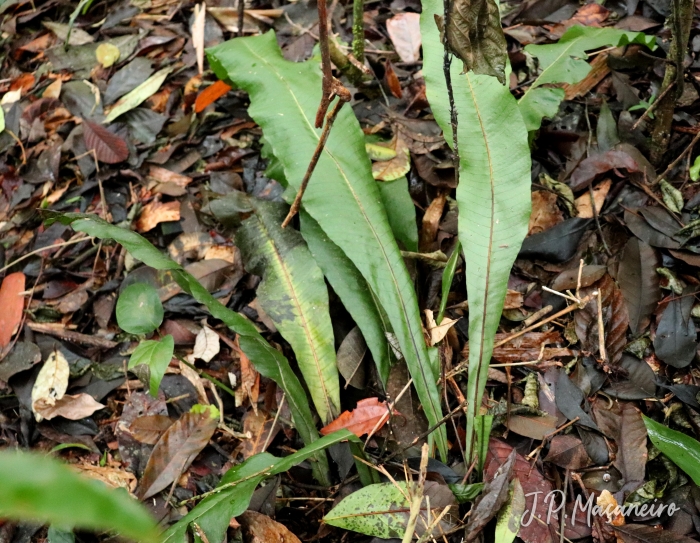 Campyloneurum crispum