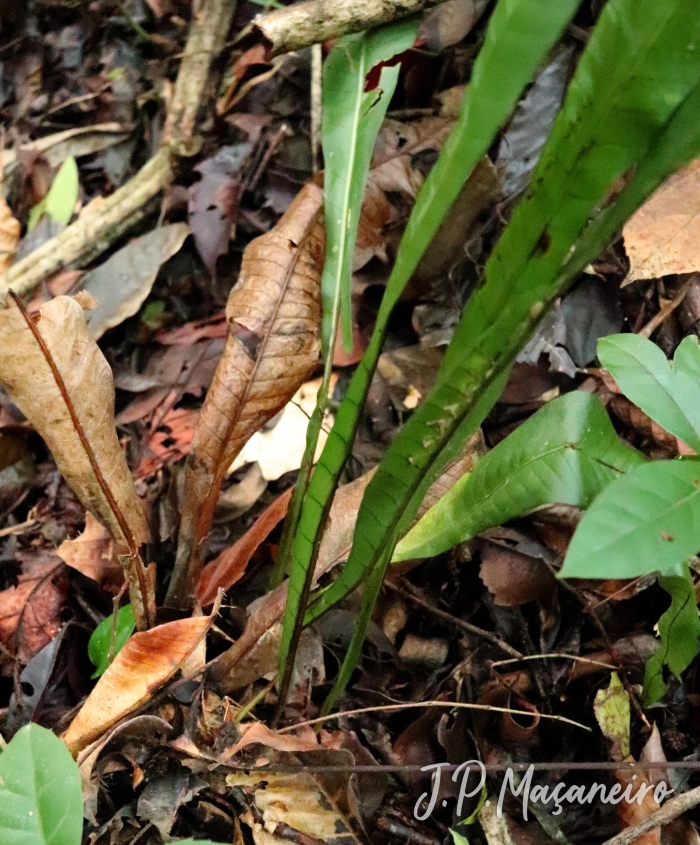 Campyloneurum crispum