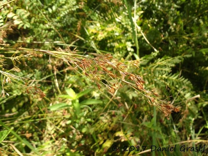 Rhynchospora marisculus