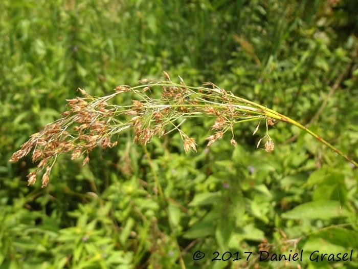 Rhynchospora marisculus