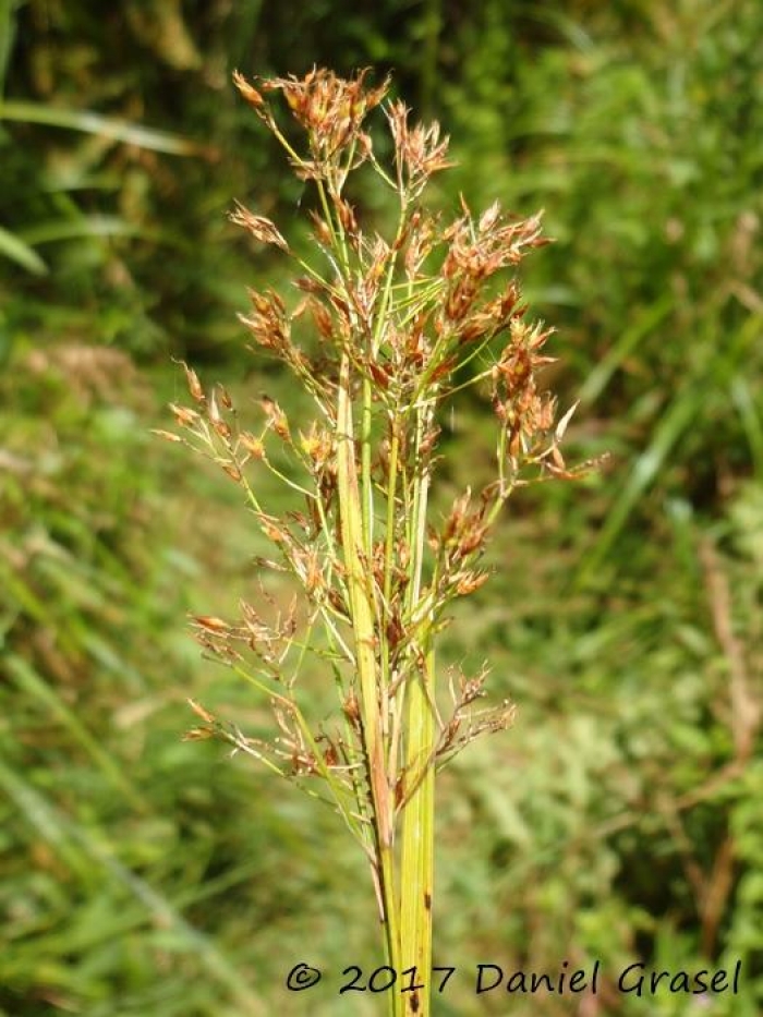 Rhynchospora marisculus