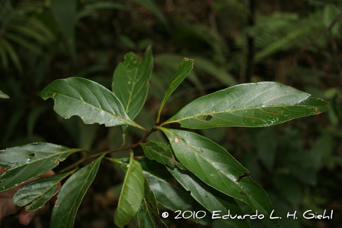 Nectandra membranacea