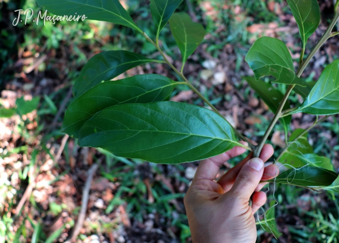 Nectandra membranacea