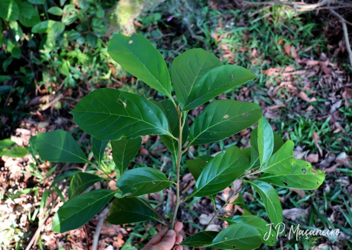 Nectandra membranacea