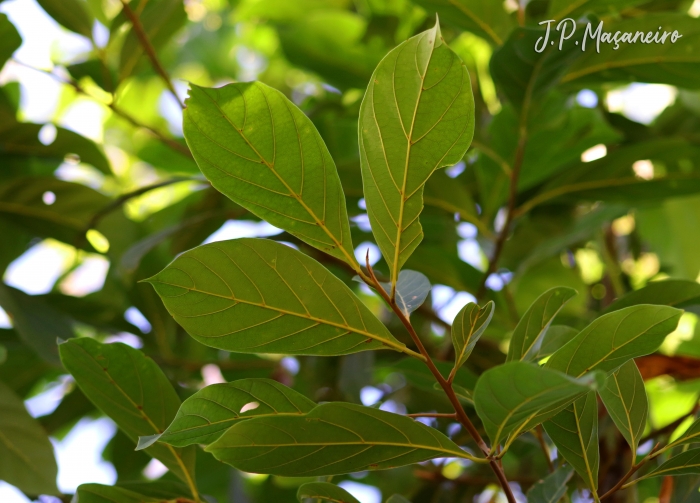 Nectandra membranacea