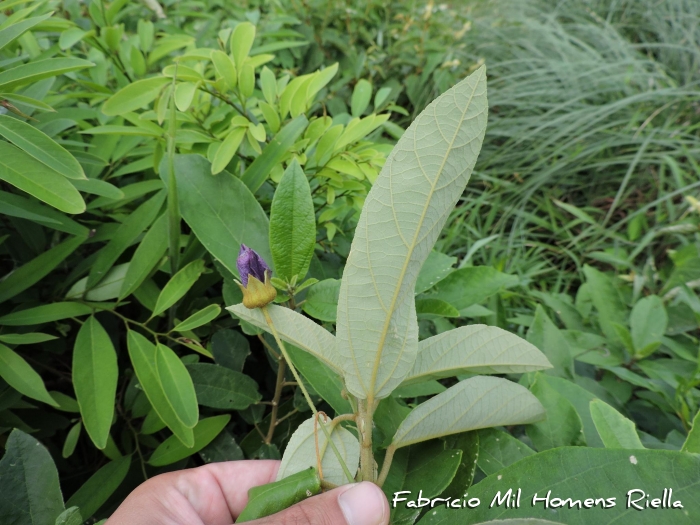 Callianthe rufinerva