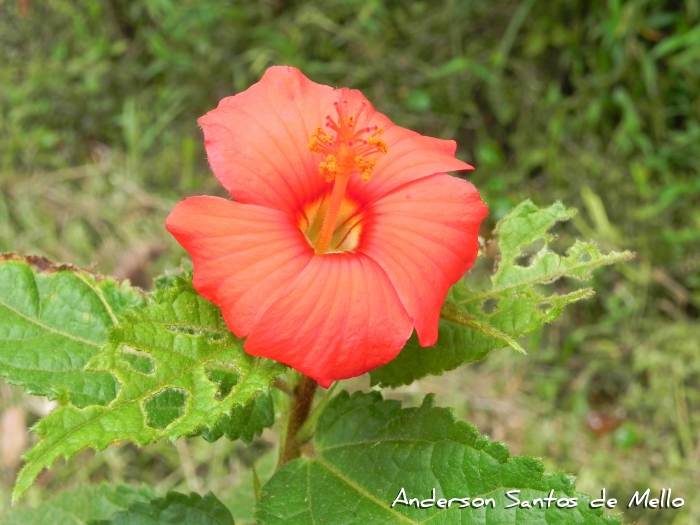 Pavonia schrankii