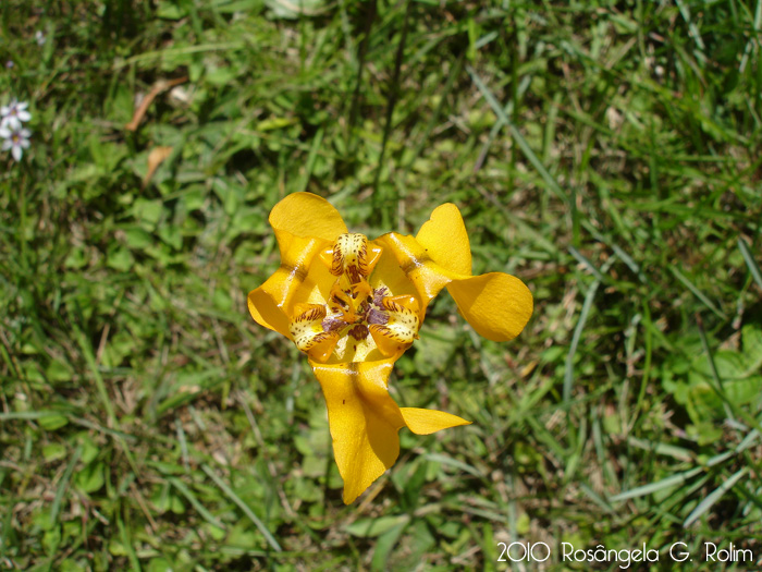 cypella amplimaculata