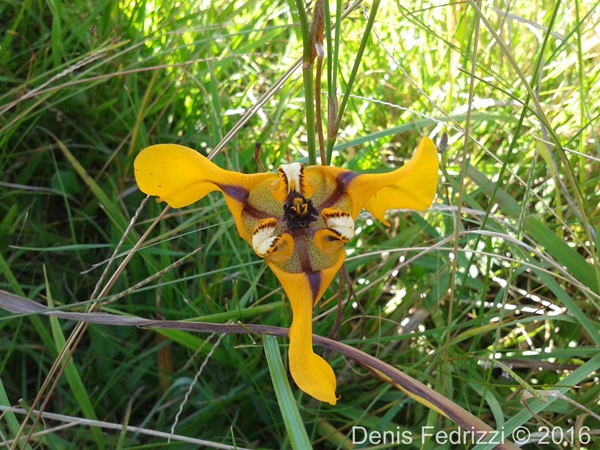 Cypella herbertii