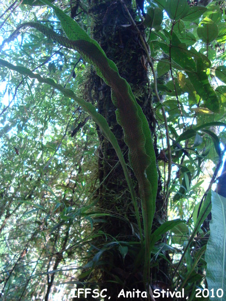 Campyloneurum nitidum