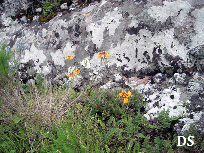 Cypella herbertii