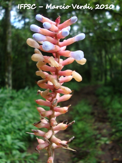 Aechmea gamosepala