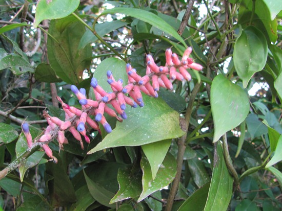 Aechmea gamosepala