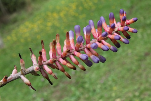 Aechmea gamosepala