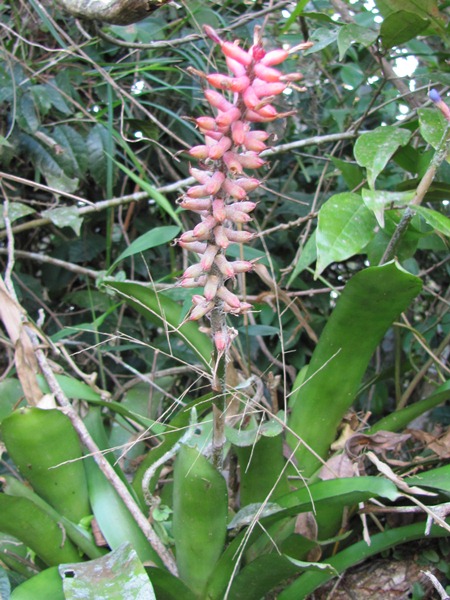 Aechmea gamosepala