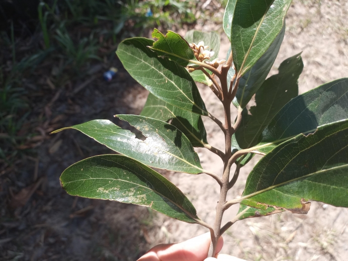 Nectandra oppositifolia
