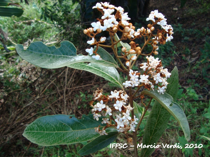 Nectandra oppositifolia