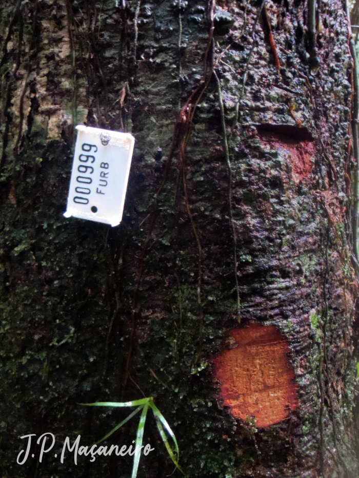 Nectandra oppositifolia