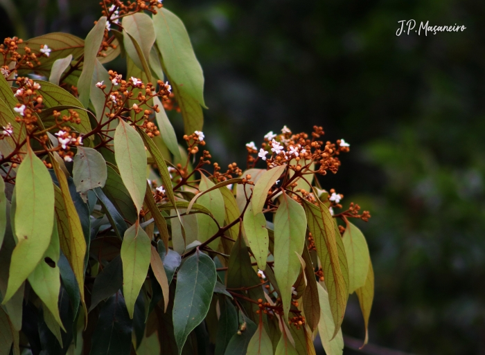 Nectandra oppositifolia