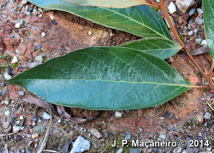 Nectandra oppositifolia
