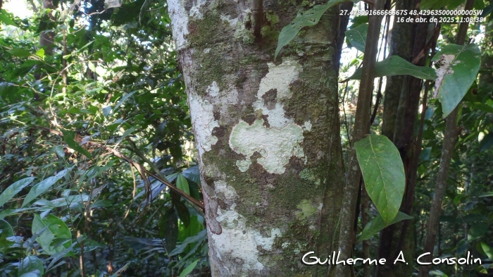 Nectandra oppositifolia