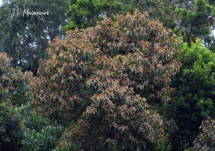 Nectandra oppositifolia