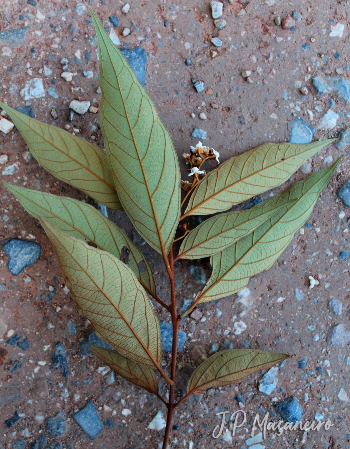 Nectandra oppositifolia