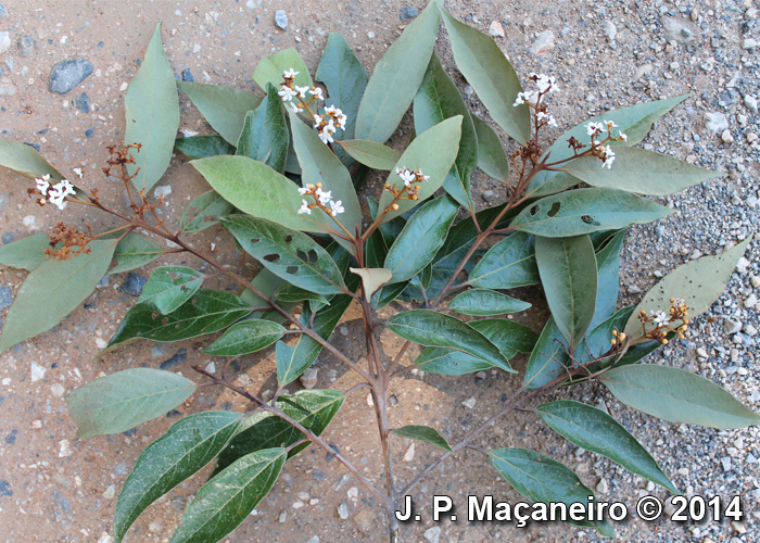 Nectandra oppositifolia