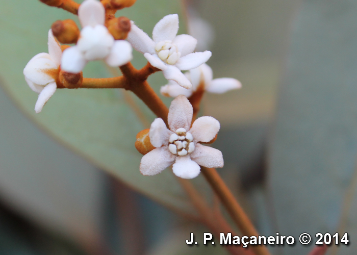 Nectandra oppositifolia