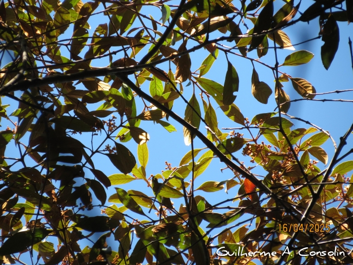 Nectandra oppositifolia