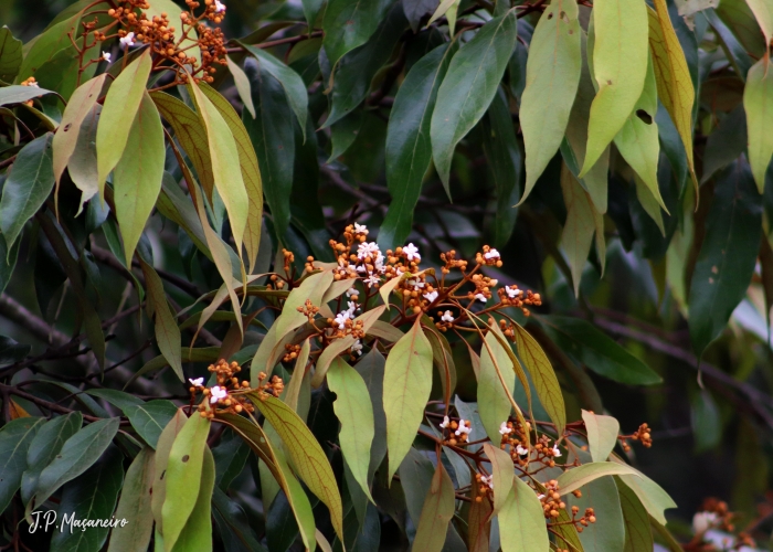 Nectandra oppositifolia