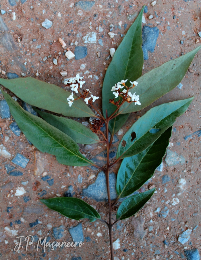 Nectandra oppositifolia