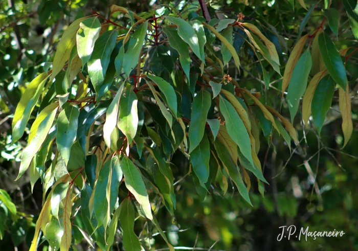 Nectandra oppositifolia