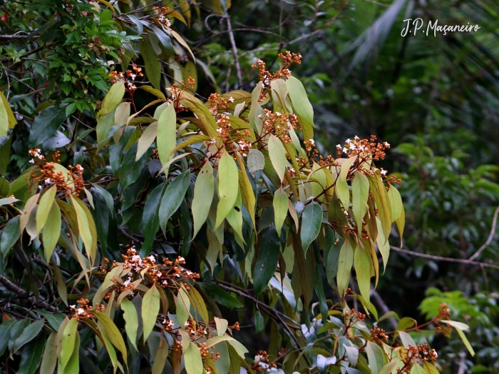 Nectandra oppositifolia