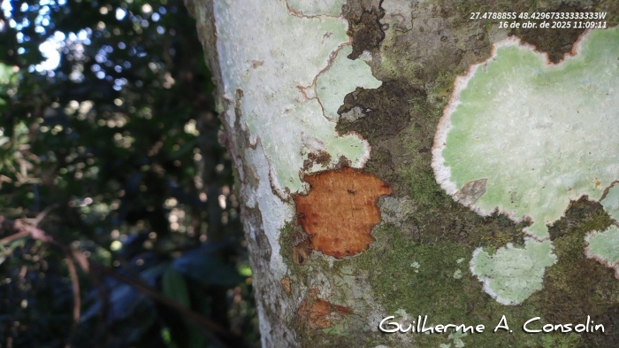 Nectandra oppositifolia