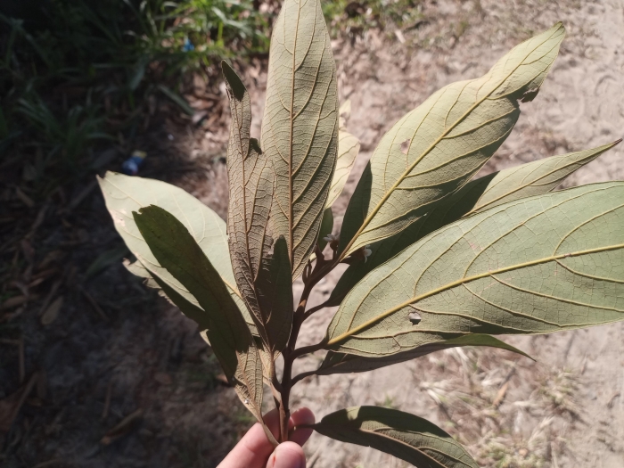 Nectandra oppositifolia