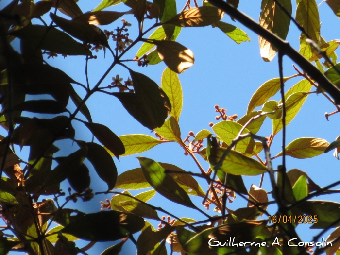 Nectandra oppositifolia