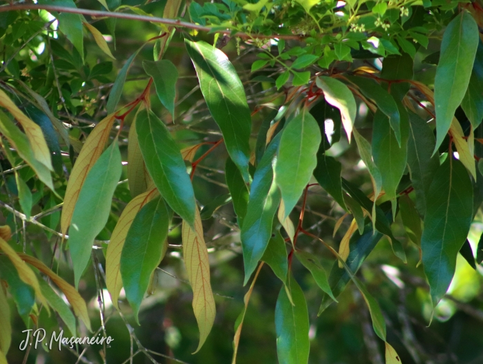 Nectandra oppositifolia