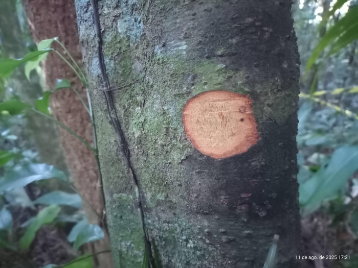Nectandra oppositifolia