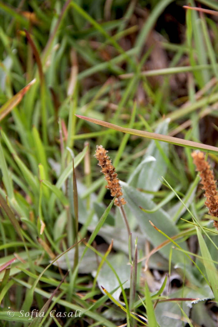 Plantago rahniana