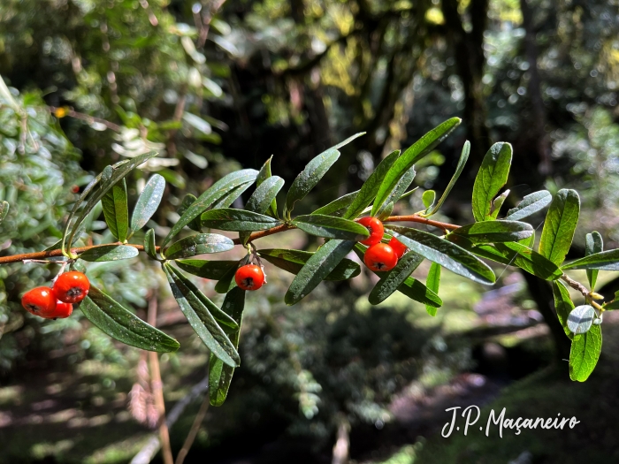 Pyracantha koidzumi