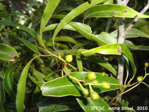 Ocotea corymbosa