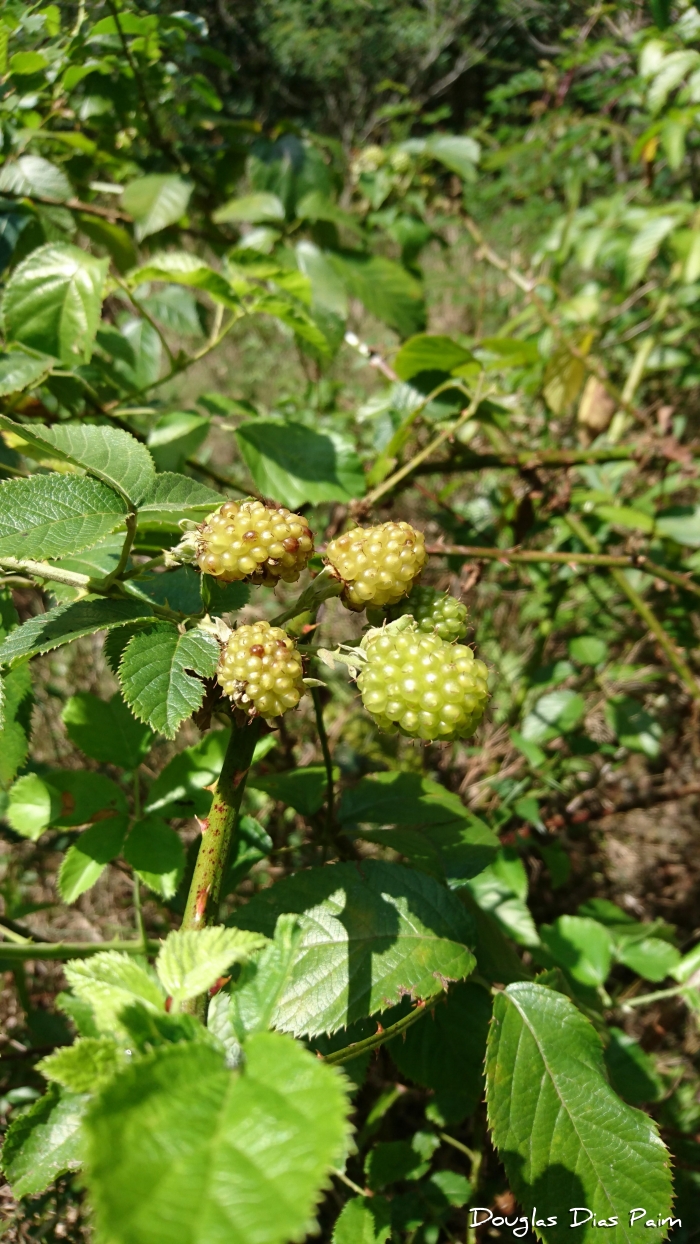 Rubus erythroclados