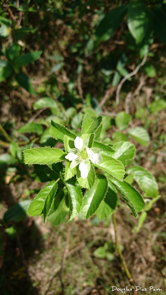 Rubus erythroclados